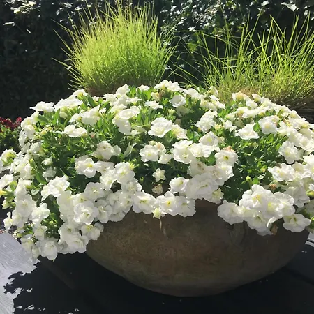 De Zeeparel Prázdninový dům Zandvoort