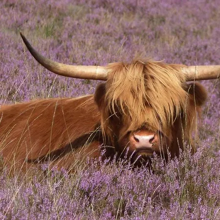 De Zeeparel בית נופש *