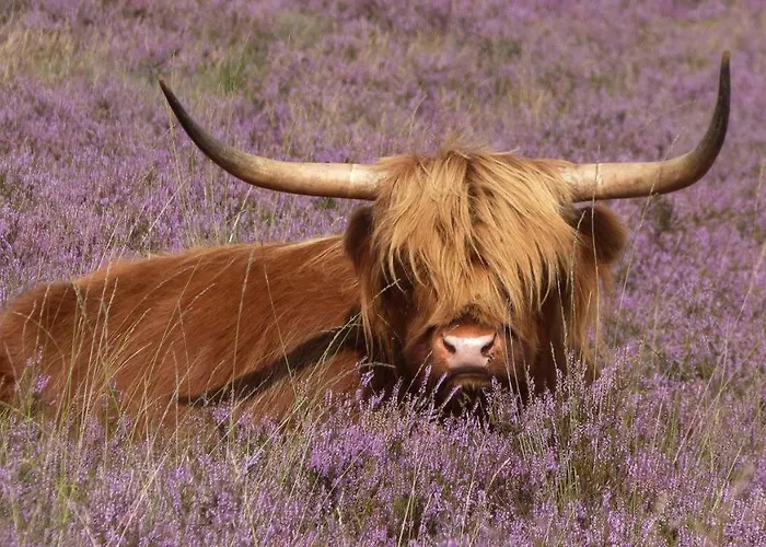 De Zeeparel Vakantiehuis *